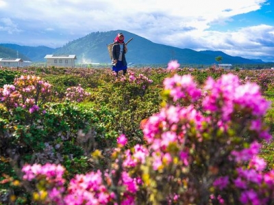 香格裡(lǐ)拉賞花 杜鵑花之旅等您來