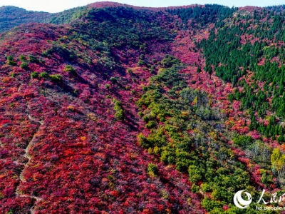 河南(nán)禹州：賞紅(hóng)葉、品燴菜 引爆旅遊新熱點