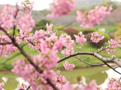 當武漢東湖(hú)櫻花遇上(shàng)紅(hóng)瓦白(bái)牆