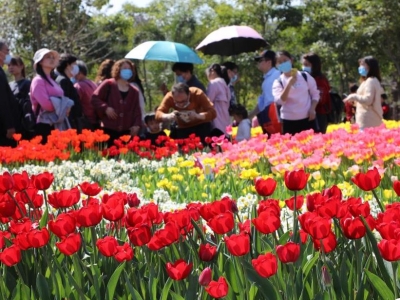 福建：郁金香花開(kāi)迎客來