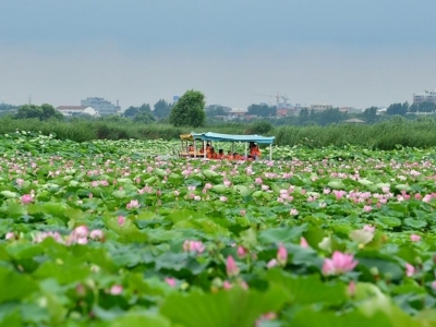 淮陽龍湖(hú) 萬畝荷花次第開(kāi)放(fàng)